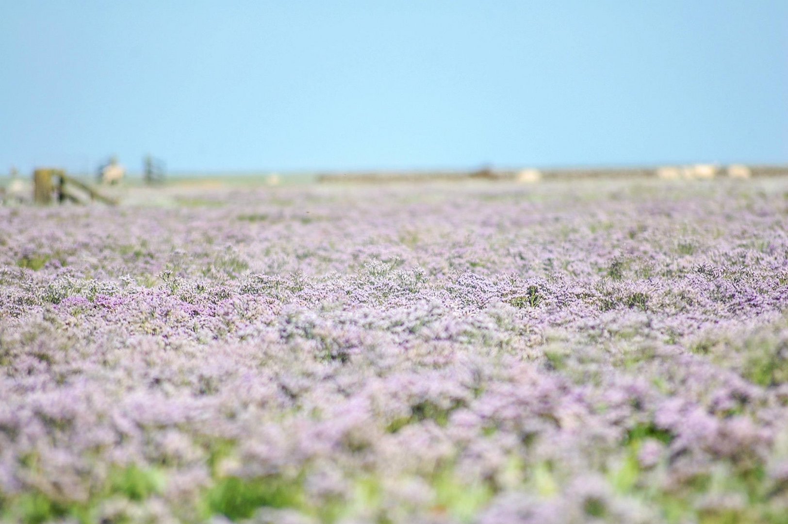 Hallig