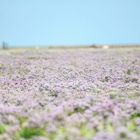 Hallig