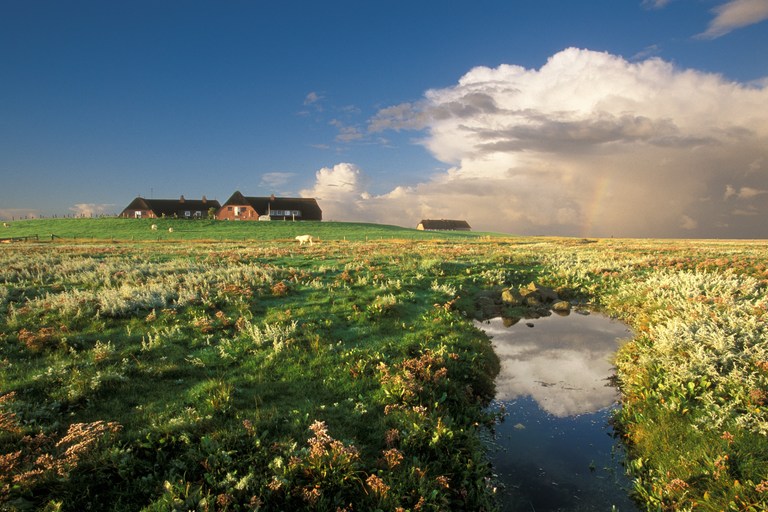 Hallig Gröde - Morgenlicht