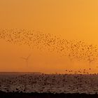 Hallig Gröde - Vögel bei Sonnenaufgang