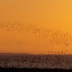 Hallig Gröde - Vögel bei Sonnenaufgang