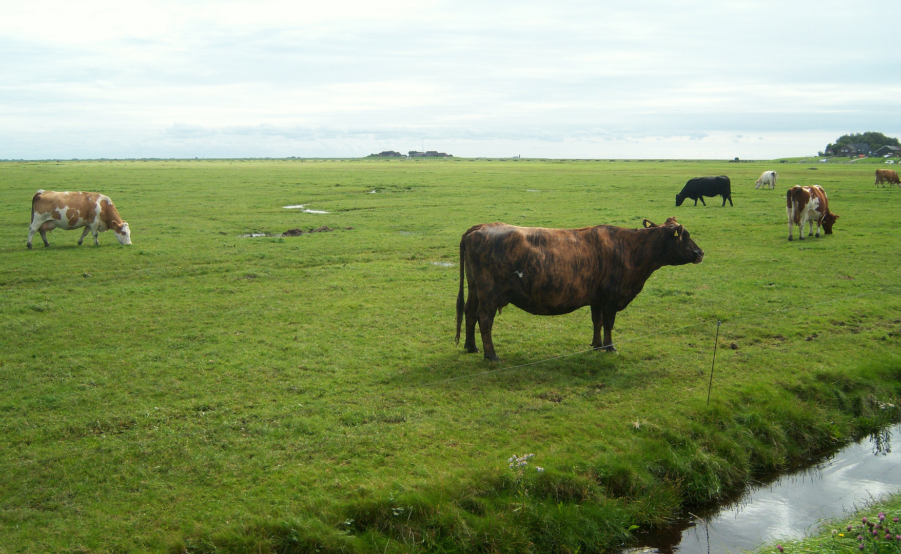 Hallig Hooge -1-