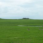 Hallig Hooge -2-