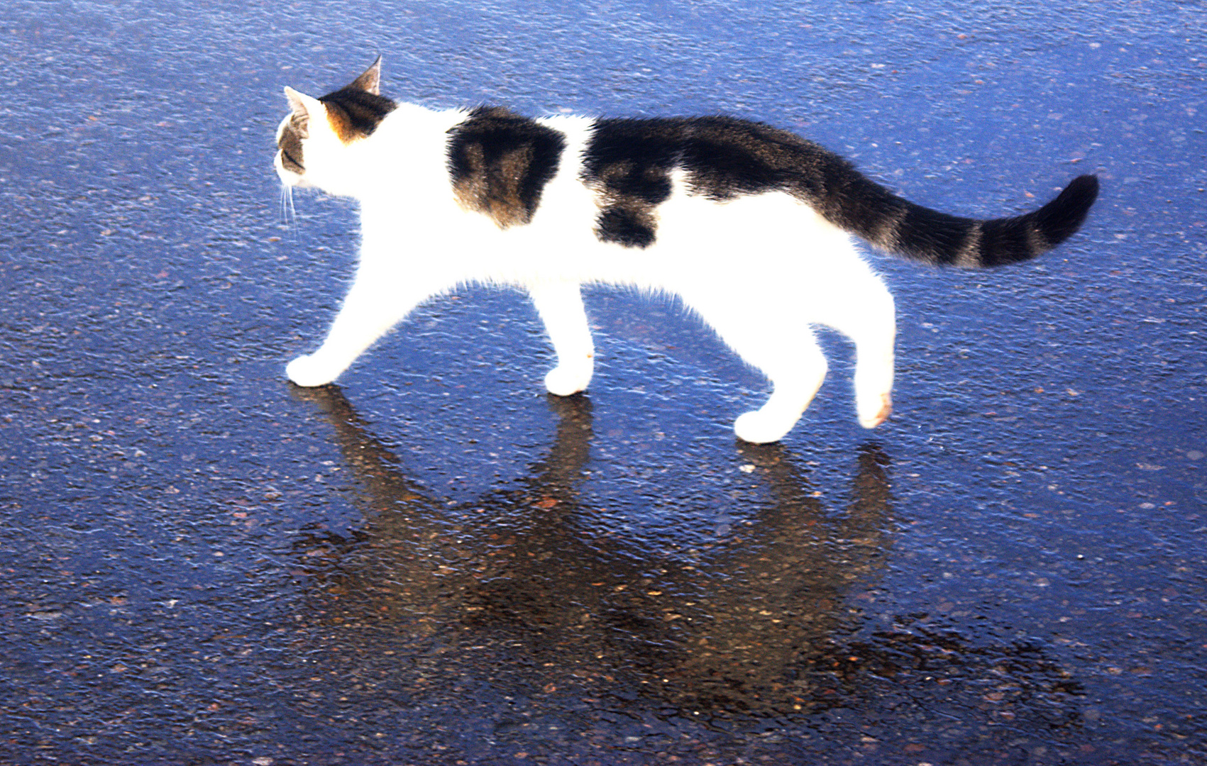 Hallig Hooge 2015 - Katze im Regen