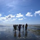 Hallig Hooge 2015 - Wattwanderung zur Vogelhallig Norderoog