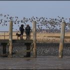 Hallig Hooge