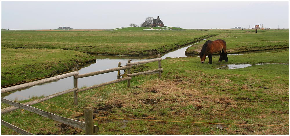 - hallig hooge -