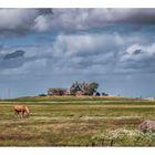 Hallig Hooge - Blick auf die Kirchwarft!