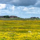 Hallig Hooge im Blütenmeer