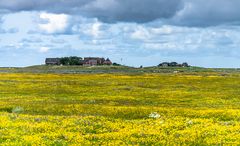 Hallig Hooge im Blütenmeer