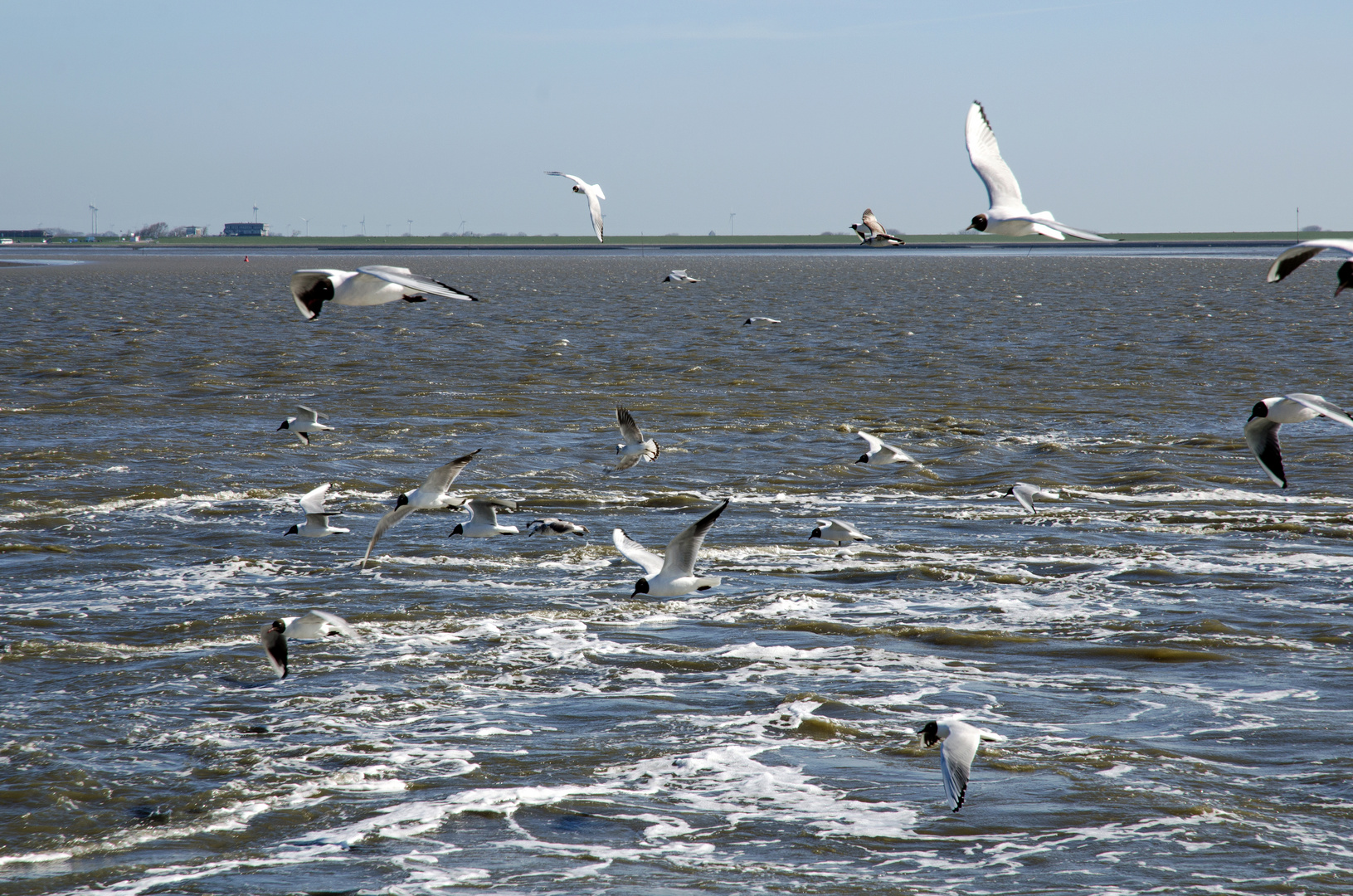 Hallig Hooge Möven