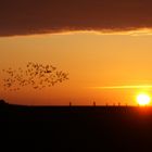 Hallig Hooge: Ringelgänse fliegen über die Kirchwarft bei Sonnenuntergang.