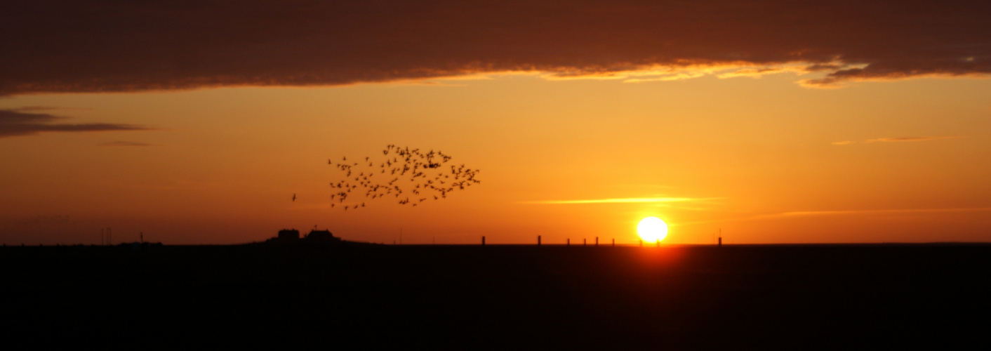 Hallig Hooge: Ringelgänse fliegen über die Kirchwarft bei Sonnenuntergang.