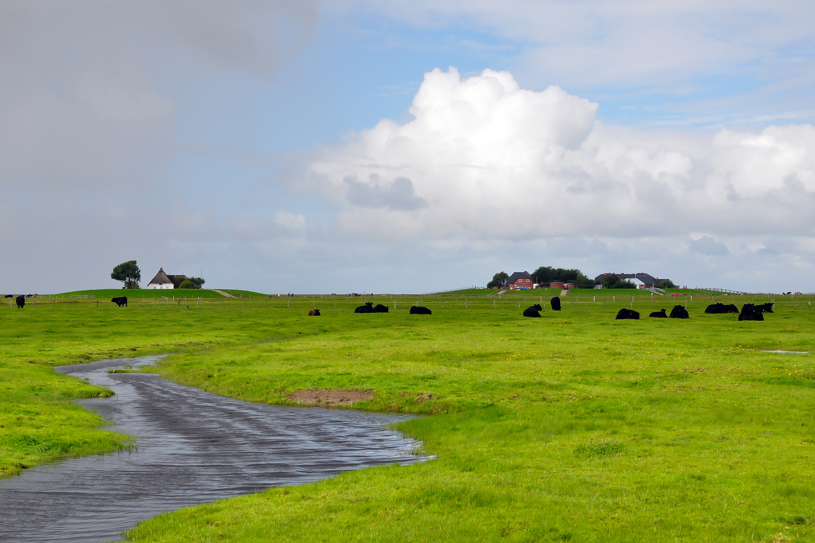 Hallig Langeneß (2)