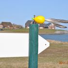 Hallig Langeness - Anlanden mit Blick auf den Windmesser