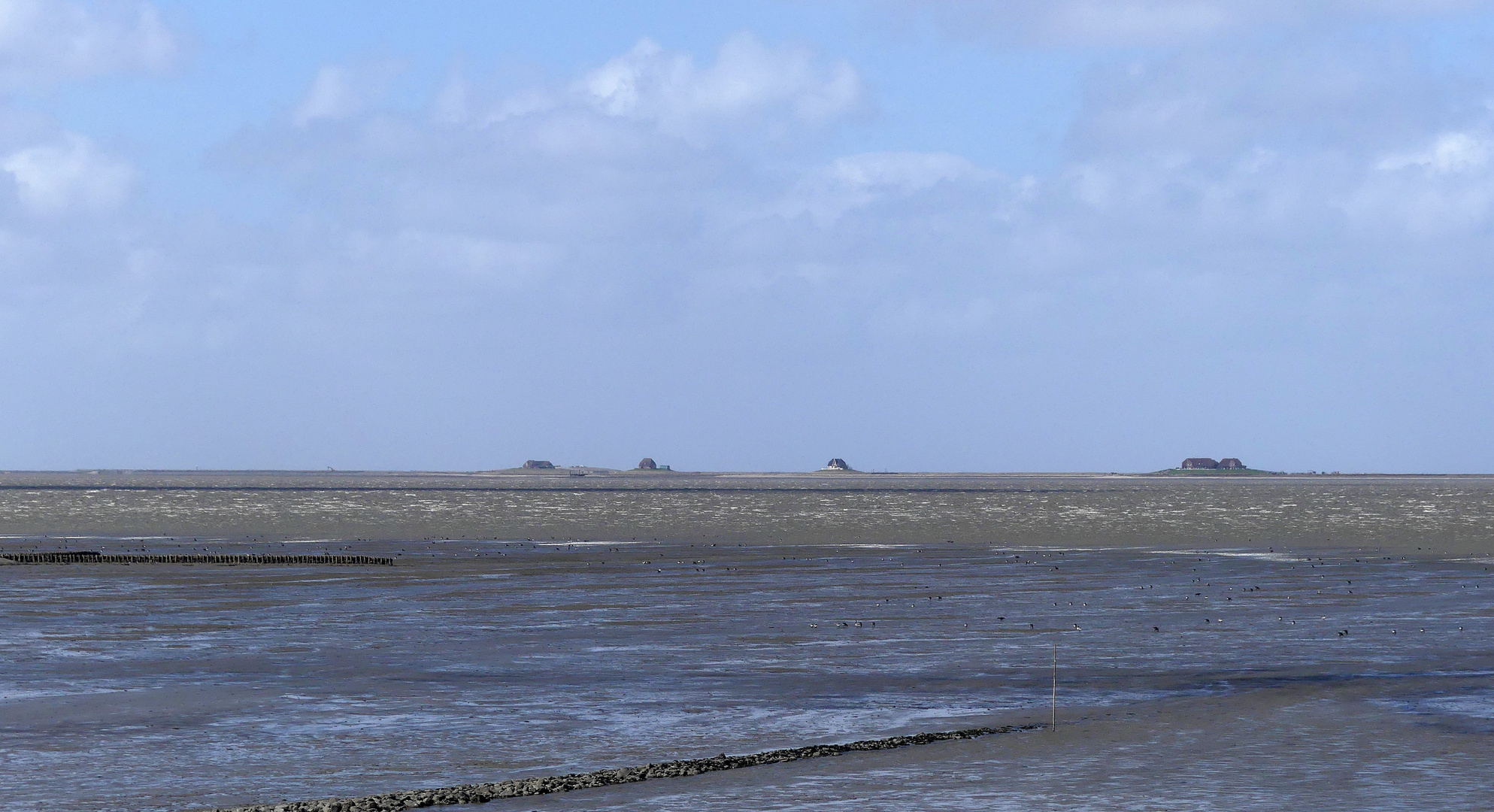 Hallig-Leben pur... 