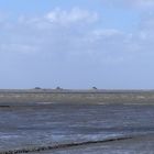 Hallig-Leben pur... 