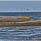 Hallig Nordstrandischmoor 1