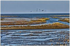 Hallig Nordstrandischmoor 1