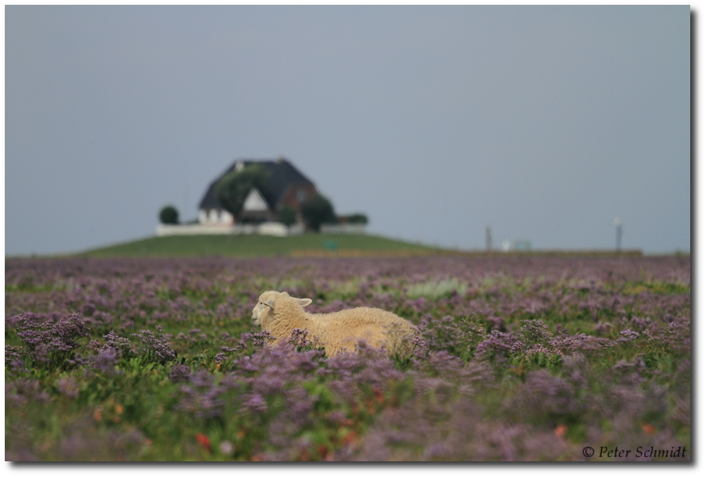 Hallig Nordstrandischmoor