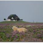 Hallig Nordstrandischmoor