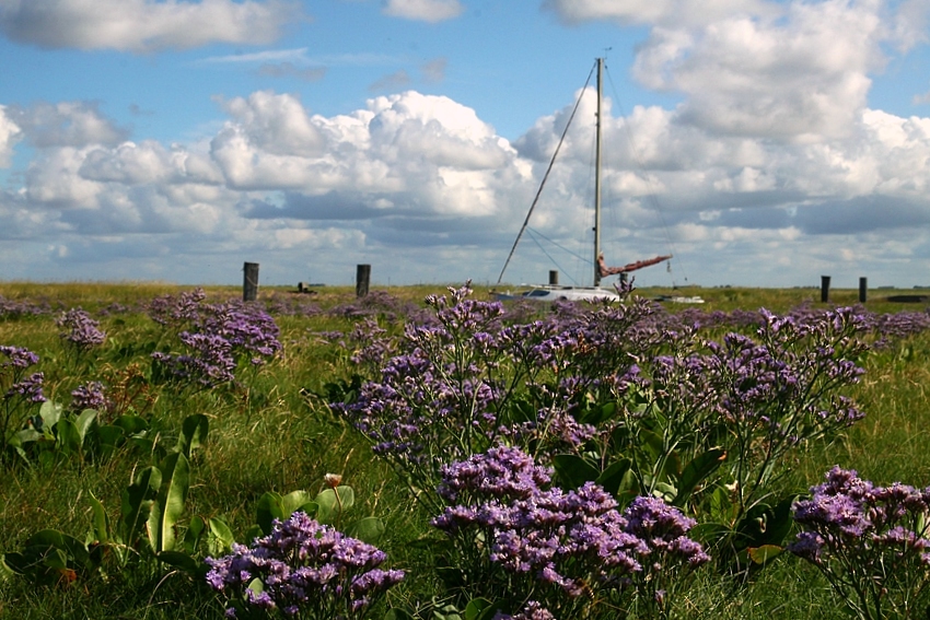 Halligblüte II...