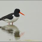 Halligstorch... Austernfischer *Haematopus ostralegus*