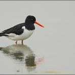 Halligstorch... Austernfischer *Haematopus ostralegus*