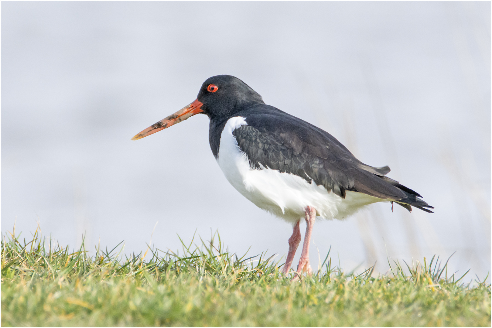 "Halligstorch" wird der Austernfischer (Haematopus ostralegus) . . .