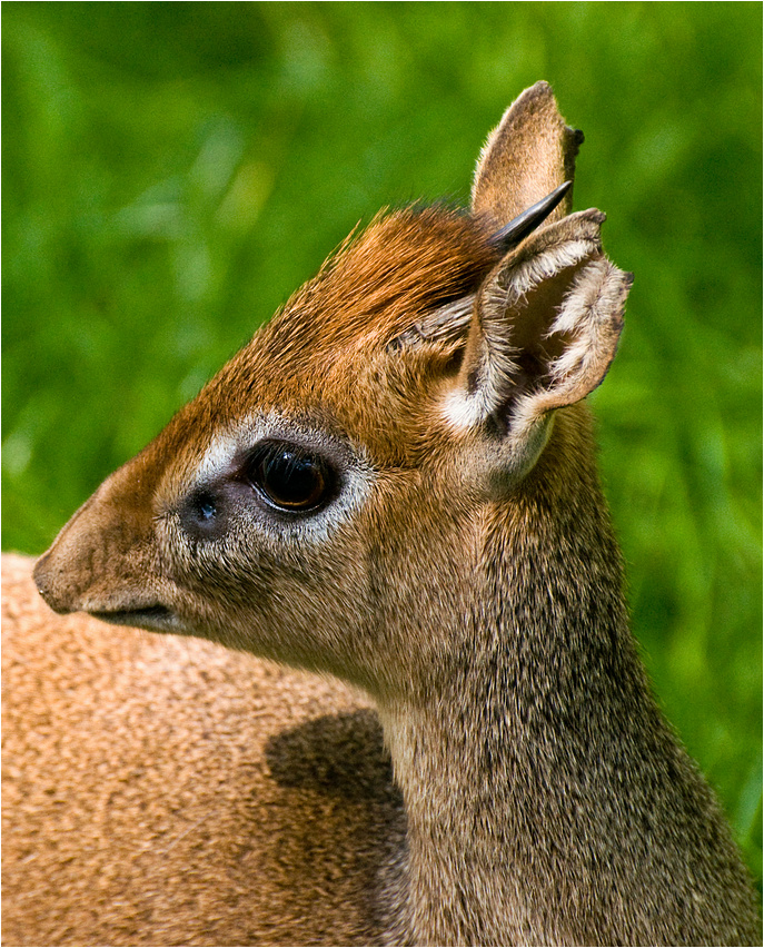 "Hallihallo, ich bin ein Dikdik!"