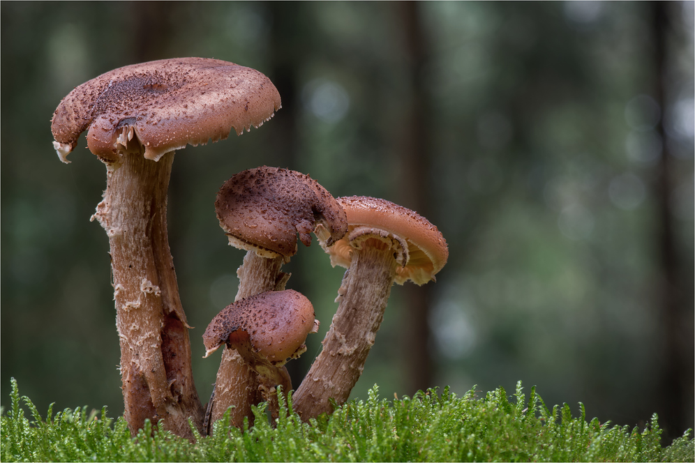 Hallimasch (Armillaria)