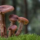 Hallimasch (Armillaria)