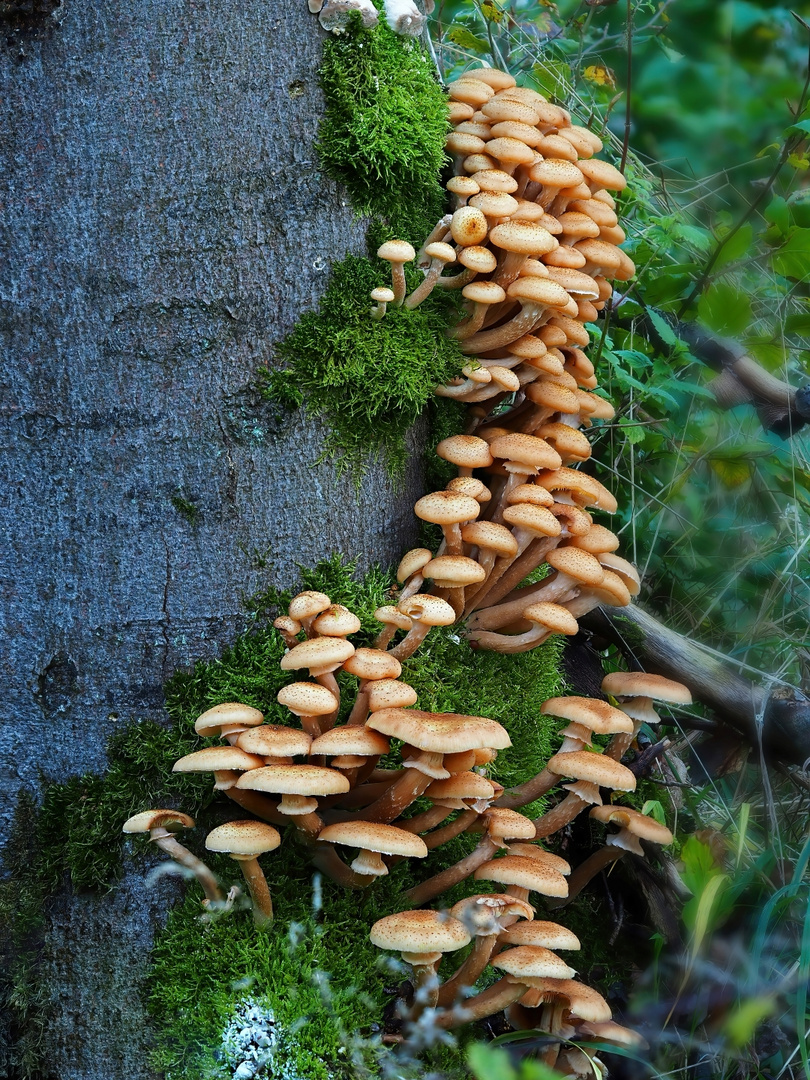 Hallimasch (Armillaria) 