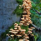 Hallimasch (Armillaria) 