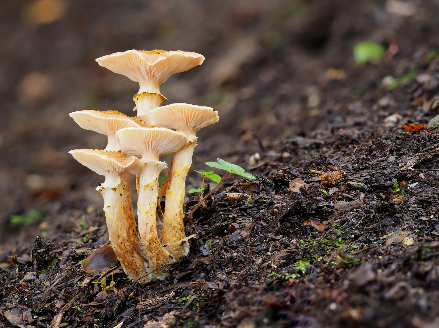 Hallimasch, Armillaria mellea