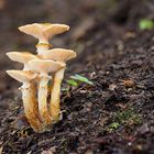 Hallimasch, Armillaria mellea