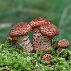 Hallimasch (Armillaria mellea)