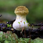 Hallimasch (Armillaria mellea)