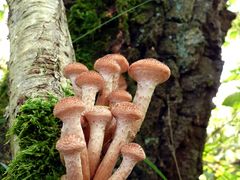 Hallimasch  (Armillaria mellea)