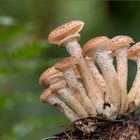 hallimasch ( Armillaria mellea ) I