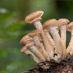 hallimasch ( Armillaria mellea ) I