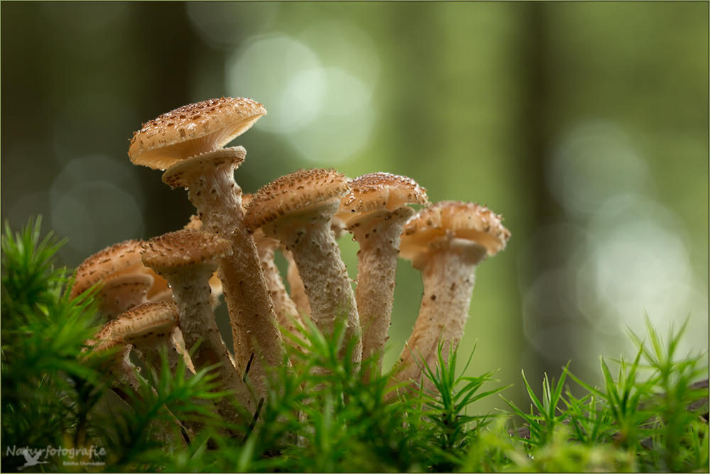 hallimasch ( Armillaria mellea ) II