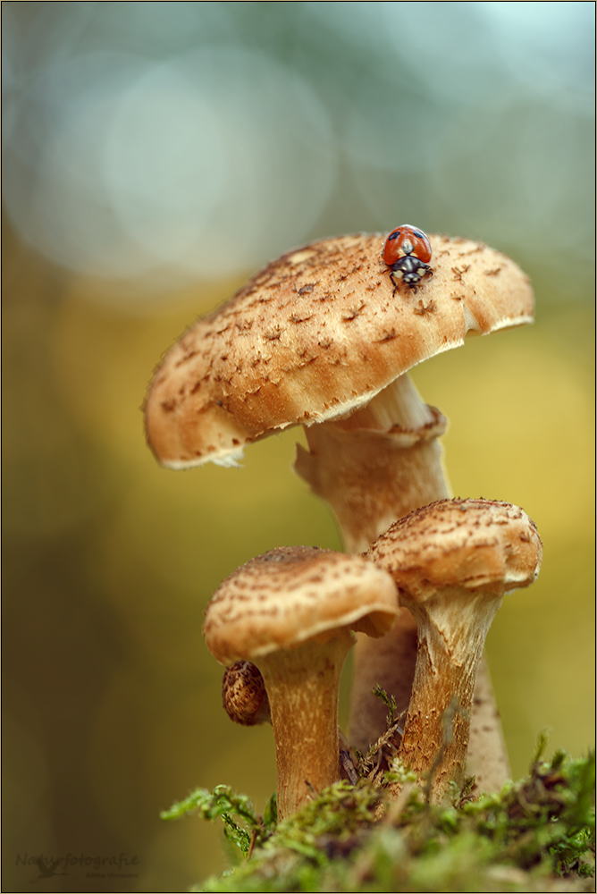 hallimasch ( Armillaria mellea ) III mit käfer