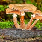 Hallimasch (Armillaria ostoyae)