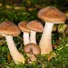 Hallimasch (Armillaria ostoyae)