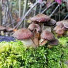 Hallimasch, Armillaria sp.