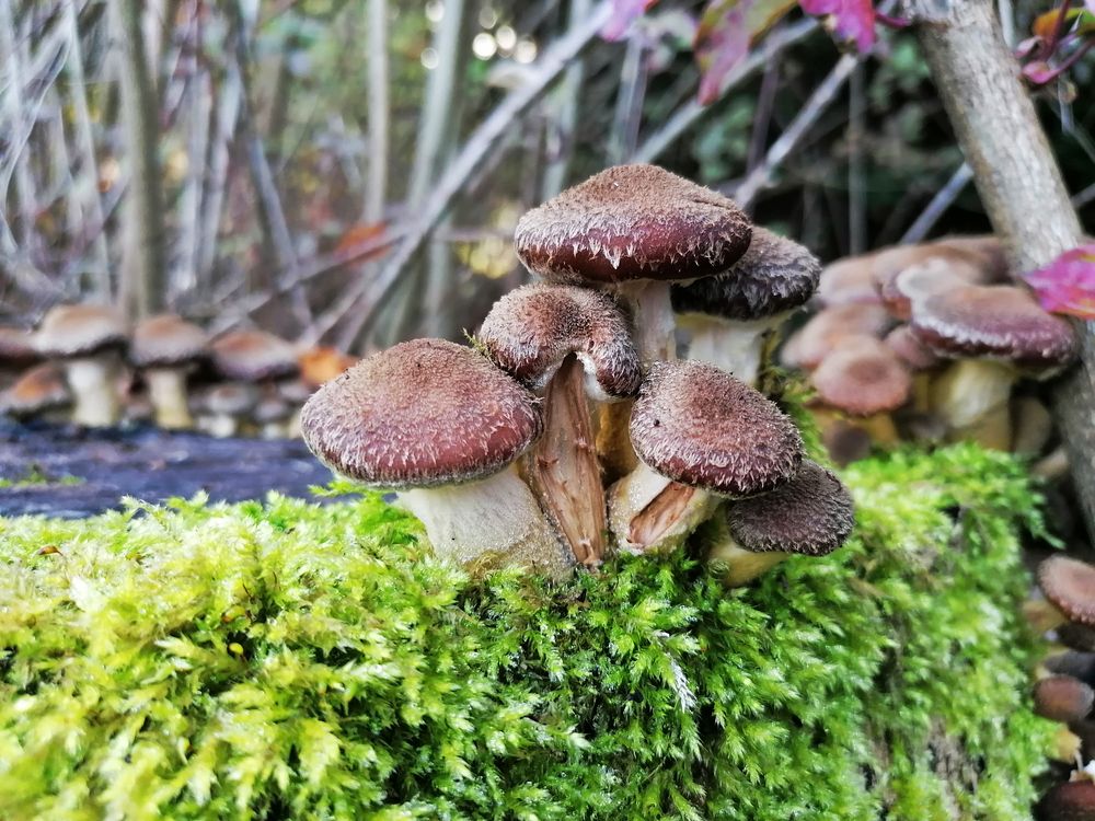 Hallimasch, Armillaria sp.