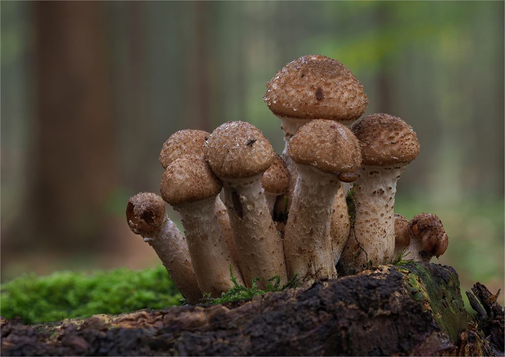 Hallimasch Foto & Bild | nature, makro, pilz Bilder auf fotocommunity