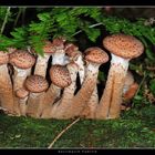 Hallimasch-Familie