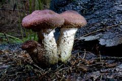 Hallimasch-Gruppe auf einem Baumstamm